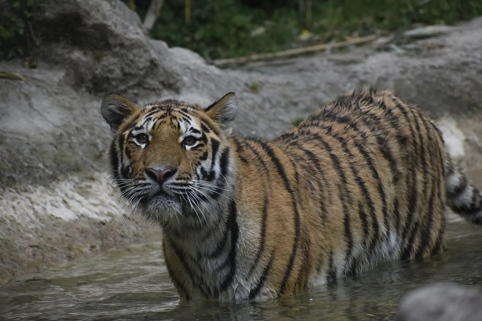 Una tigre siberiana al Parco Natura Viva di Bussolengo