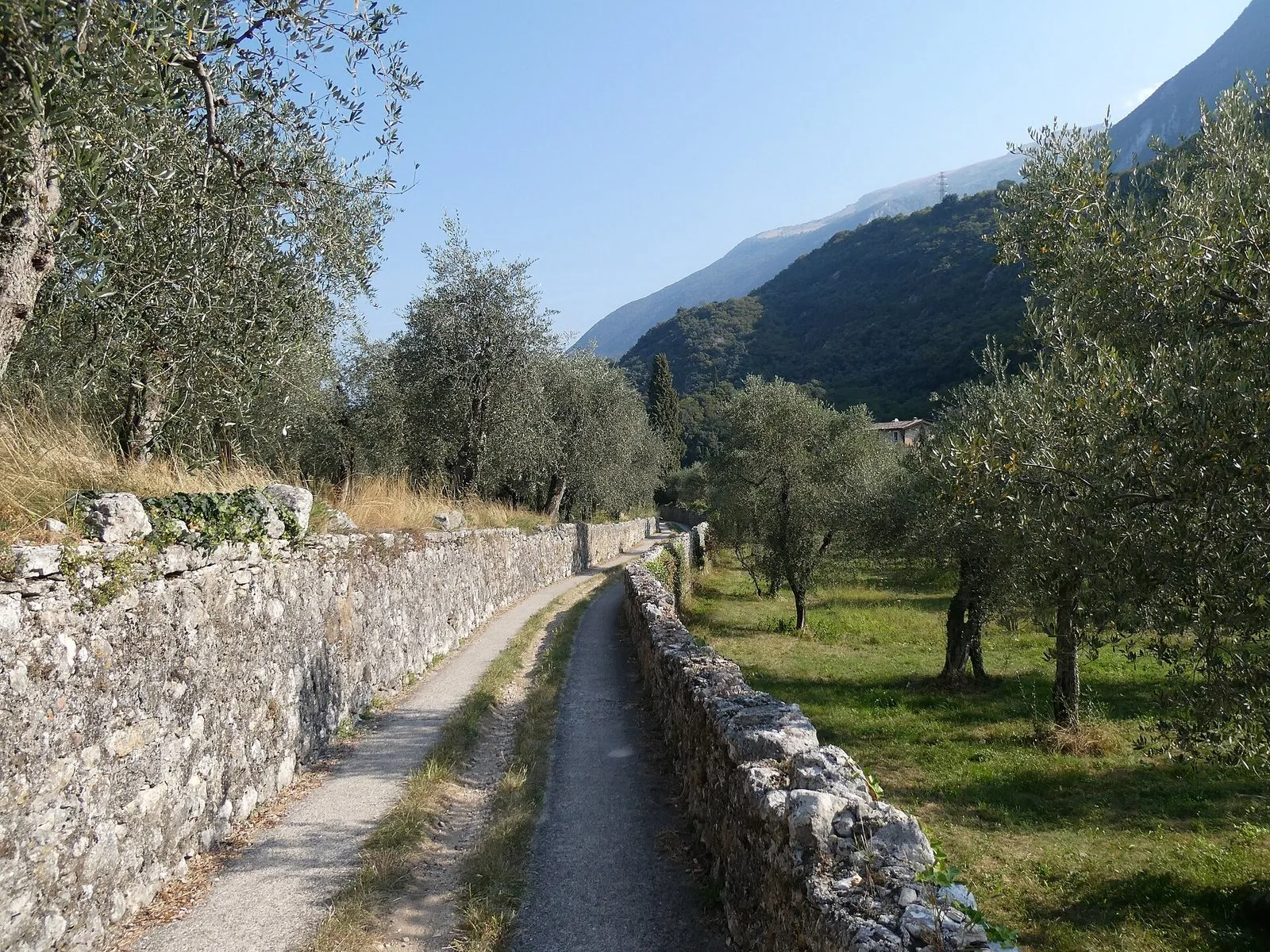 Un sentiero fra muretti a secco e ulivi sopra il Lago di Garda