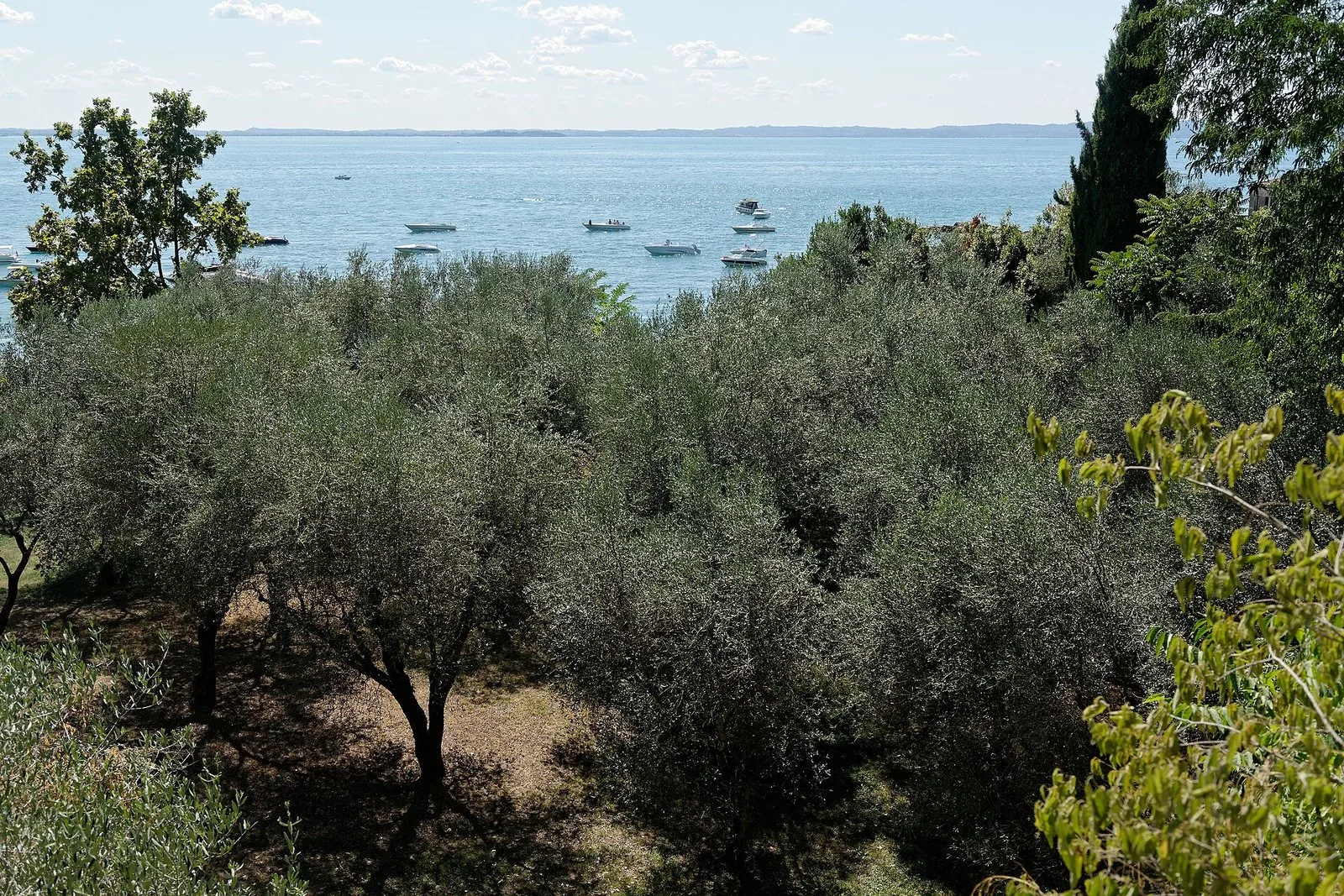 Un uliveto a Punta San Vigilio affacciato sul Lago di Garda